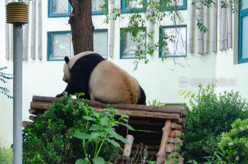 午休刚睡醒的可爱的大熊猫