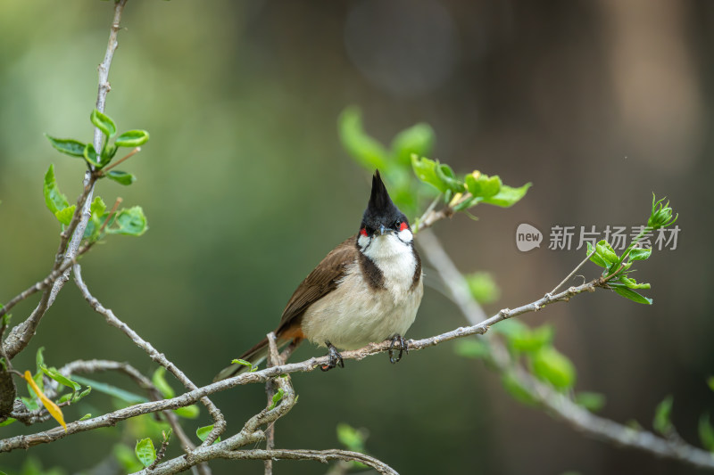 栖息在枝头上的红耳鹎