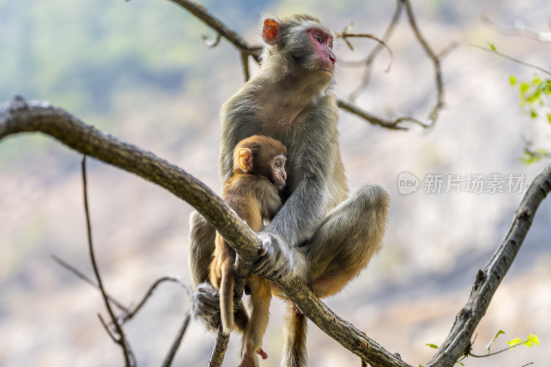 树枝上休息的母猴和小猴