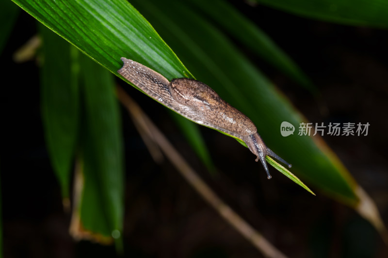 绿叶上的蛞蝓特写镜头