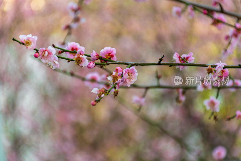 春天梅花开