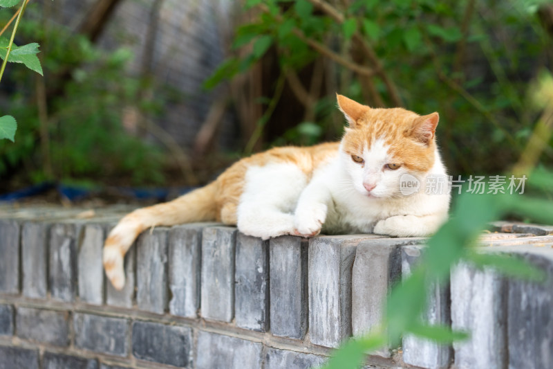 小猫趴在墙上休息绿色生机假日旅行