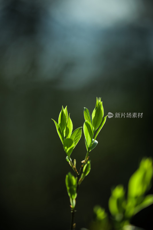 阳光下嫩绿新叶的特写