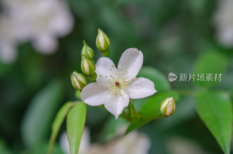 夏季野蔷薇白色小花及花苞特写