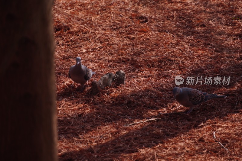 鸽子鸟类