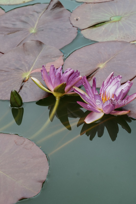 北京国家植物园睡莲