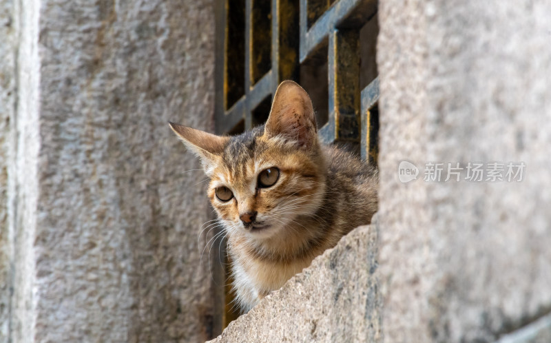 流浪小猫