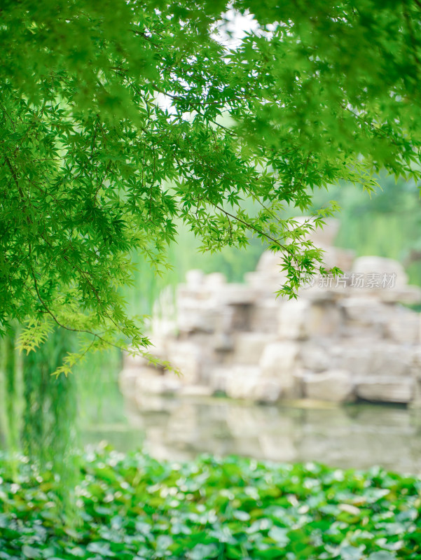 夏天小清新湖边风景壁纸