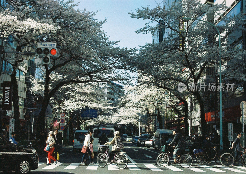 东京中野区樱花