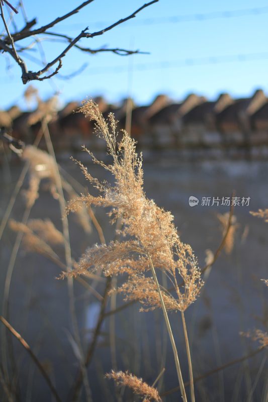 生活特写