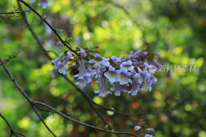 泡桐树花