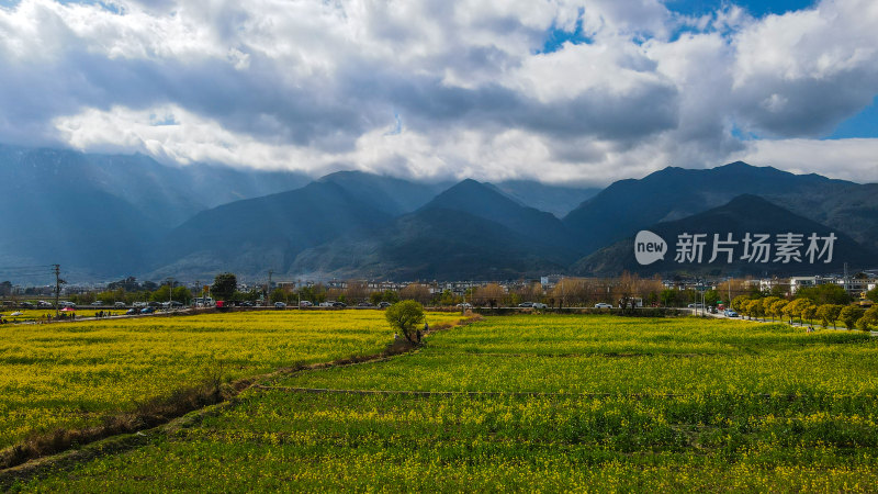 油菜花田与山