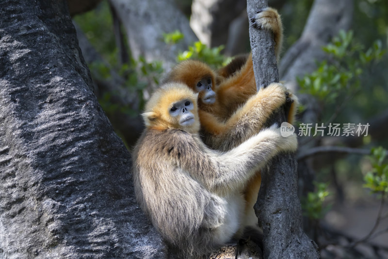 树上玩耍的金丝猴