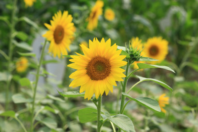 向日葵花太阳花