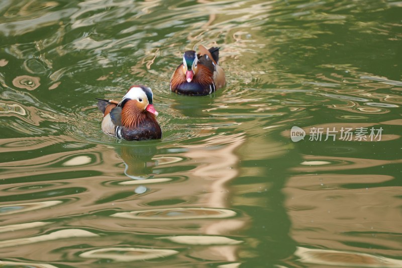 水面上的两只鸳鸯