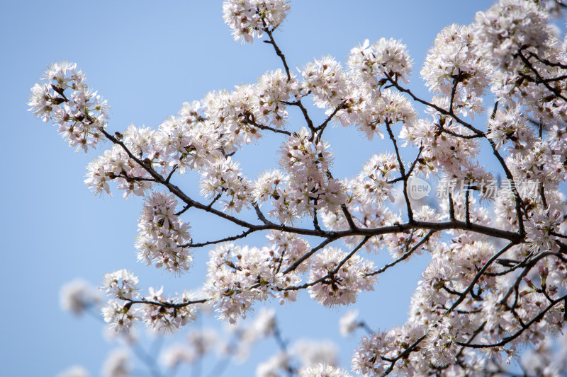 春天晴空下的白色樱花枝头绽放