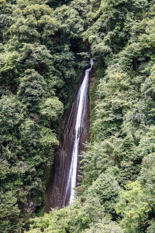 湖北宜昌三峡竹海风景区，自然风光，竹海