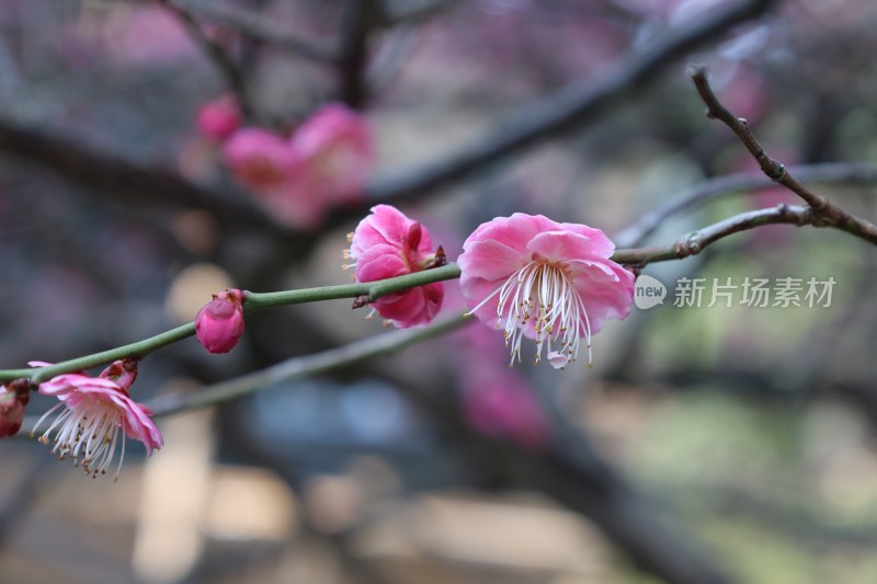 特写绽放的粉色梅花