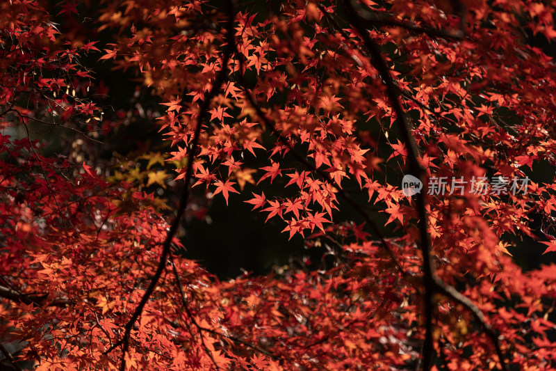 秋天红色枫叶唯美意境