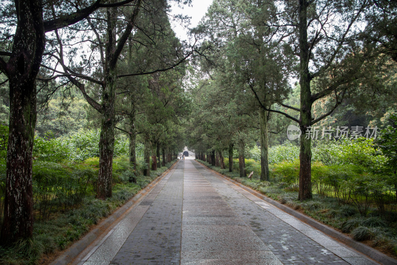 南京钟山风景区明孝陵夏季林荫路