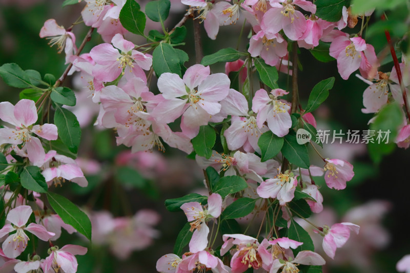 北京元大都春天的海棠花溪