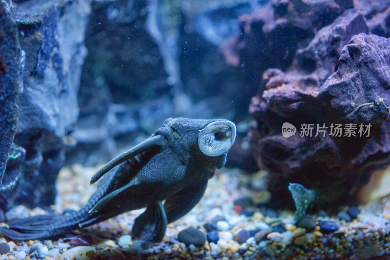 上海海洋水族馆的食腐鱼