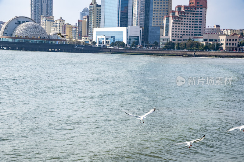 大海海鸥摄影图