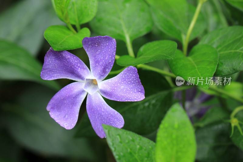 雨后鲜花背景