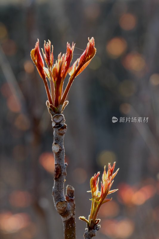 香椿芽春天