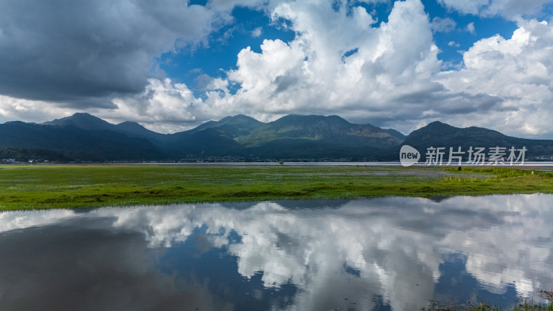 丽江拉市海湿地公园夏天的草地牛羊野鹤飞鸟