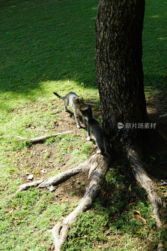 树下草地两只猫咪互动