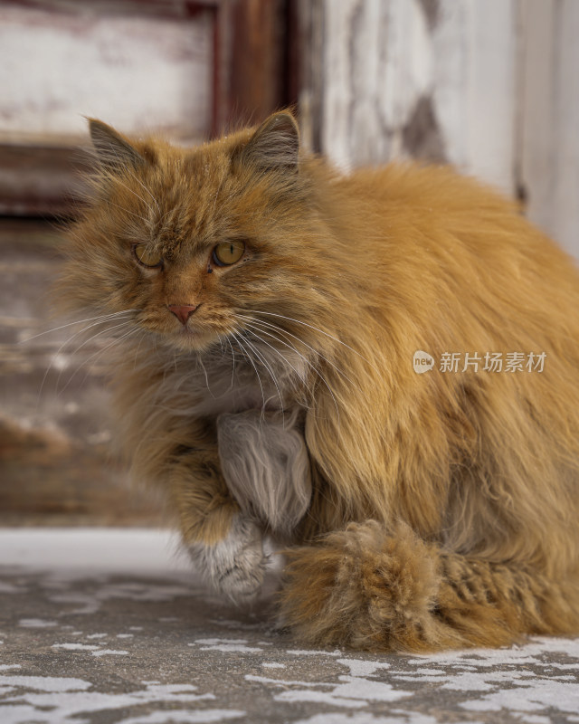 长毛橘猫蹲坐地上的可爱模样