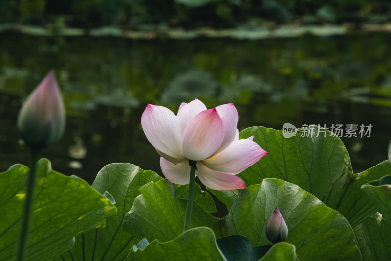 夏季荷花开放特写镜头