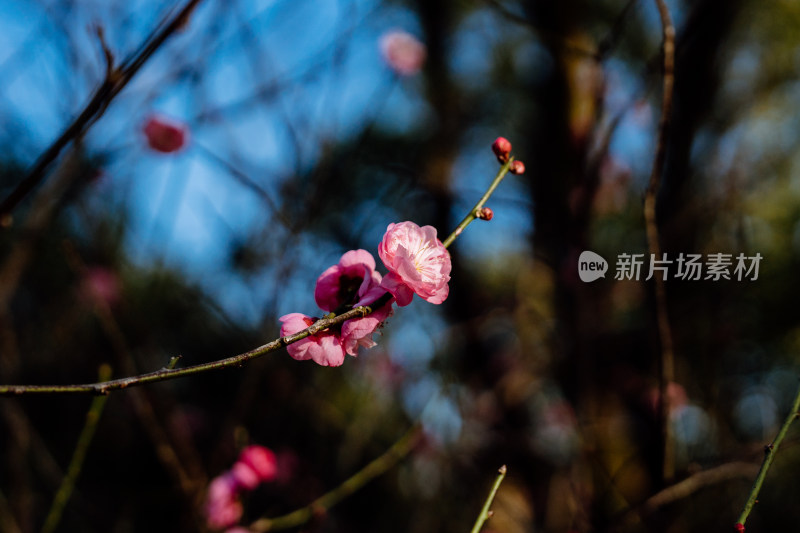 西溪湿地晴朗天气下盛开的梅花