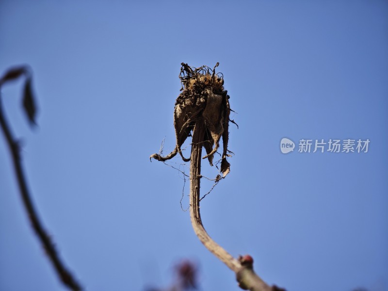 枯萎的植物特写展现生命的凋零