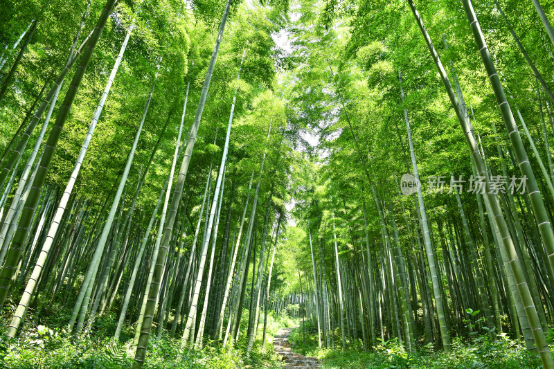 绿色竹林竹海小路