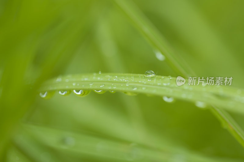 叶子上的露珠水珠雨珠特写