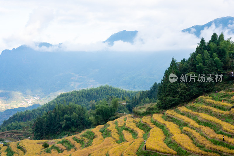 浙江丽水云和梯田景区风光