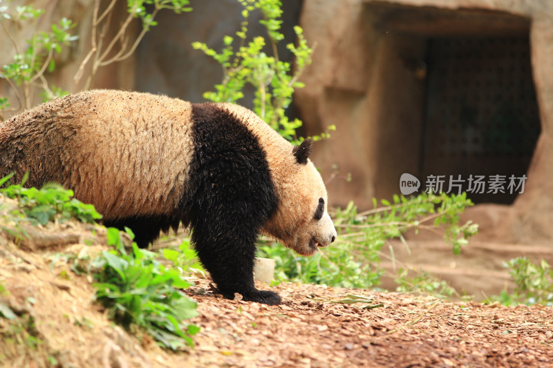 成都大熊猫繁育研究基地的国宝大熊猫