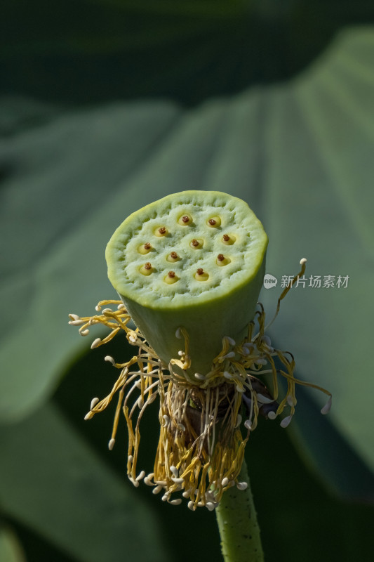 夏季荷花特写