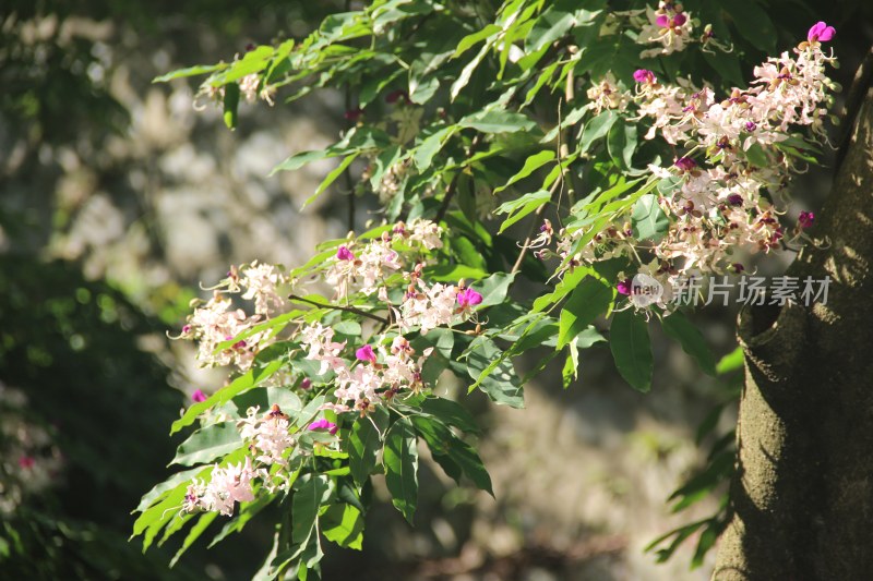 广东东莞：短萼仪花盛开