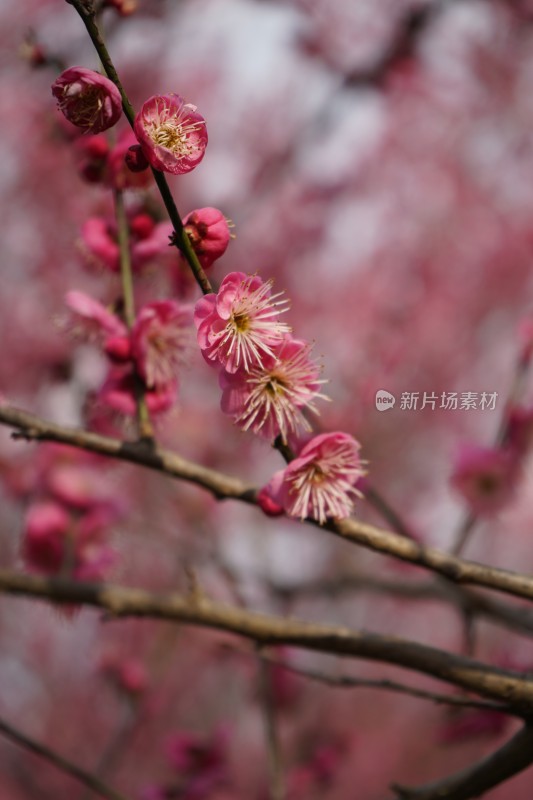 娇艳红梅盛开的花枝特写