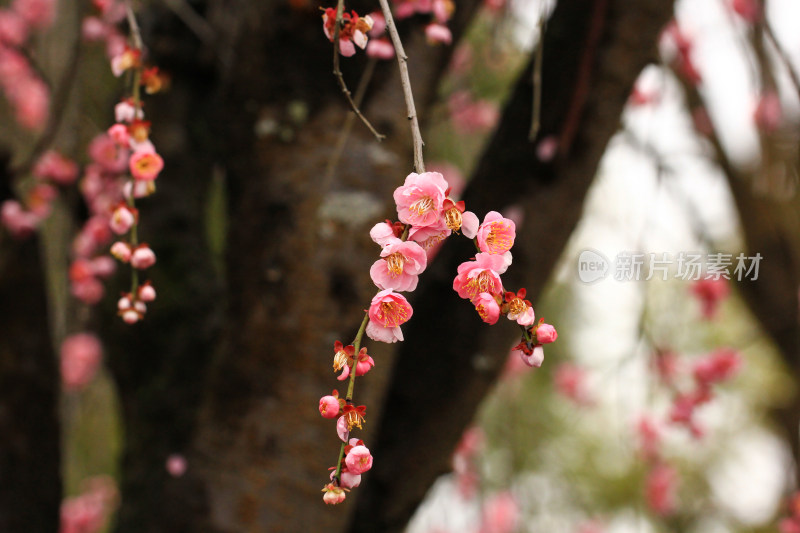 春雨后的梅花