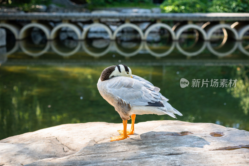 斑头雁在岸边园林休息