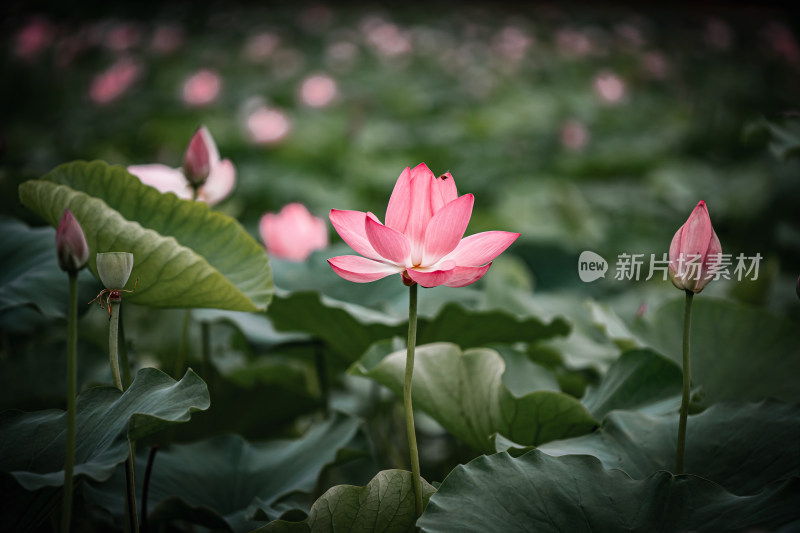 雨后荷花