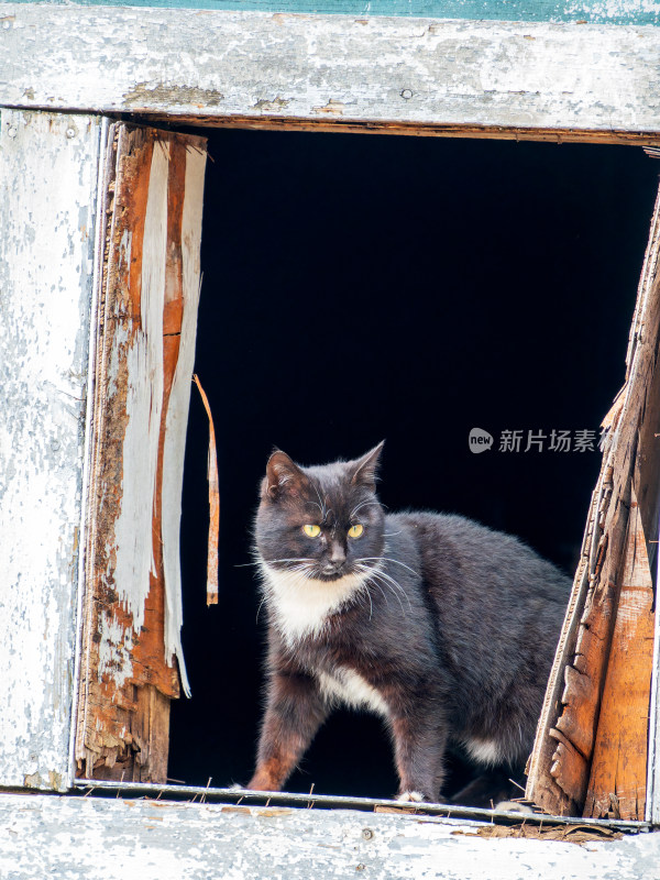 黑白奶牛猫与木屋