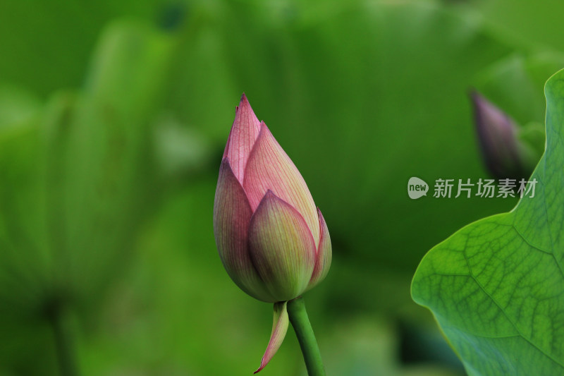 含苞待放的荷花花骨朵