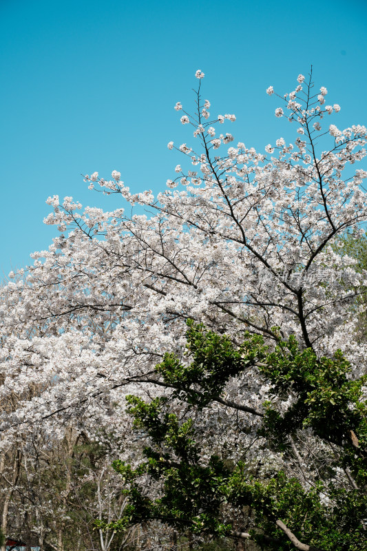 北京玉渊潭公园樱花节樱花树樱花