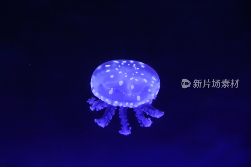 身体透明发光的海洋生物水母