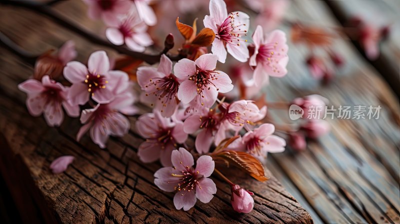 棕色木板上的樱花